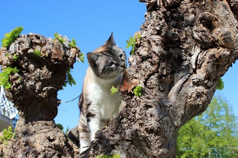 La chatte de la maison..